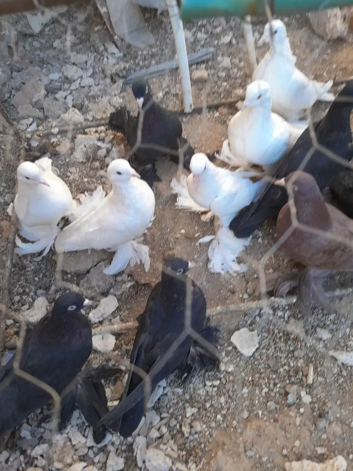 کبوترلوتی‌وسیاه‌پاپر|پرنده|اهر, |دیوار