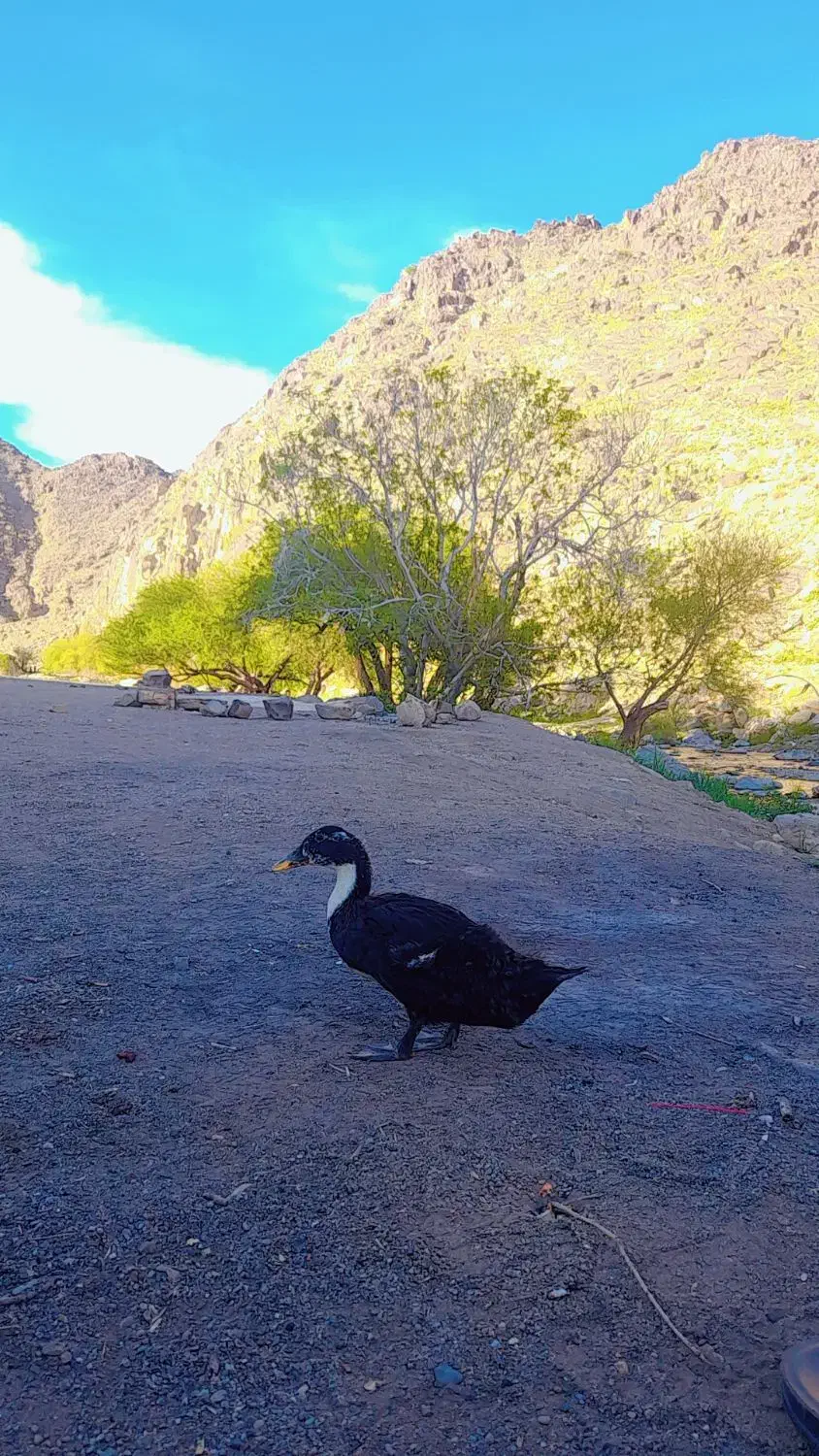 اردک|حیوانات مزرعه|کاشمر, |دیوار