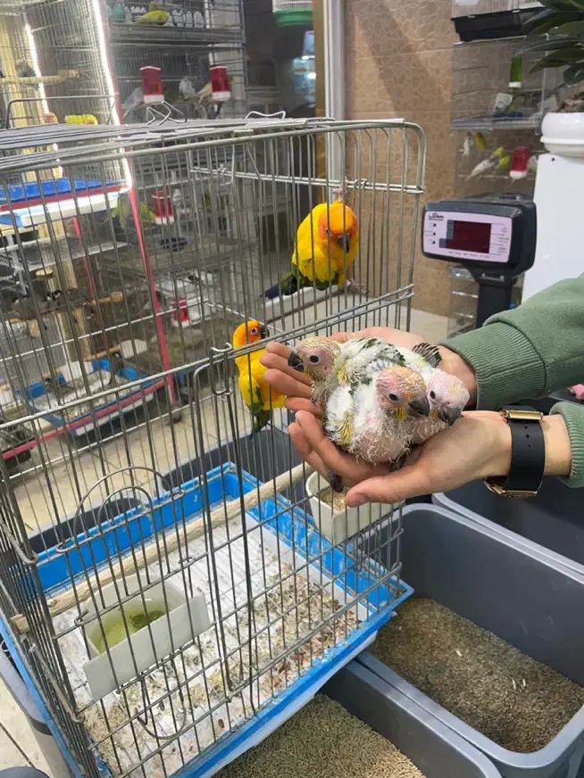 «جفت مولد خورشیدی با جوجه» کاسکو راهب شاه طوطی|پرنده|تهران, جیحون|دیوار