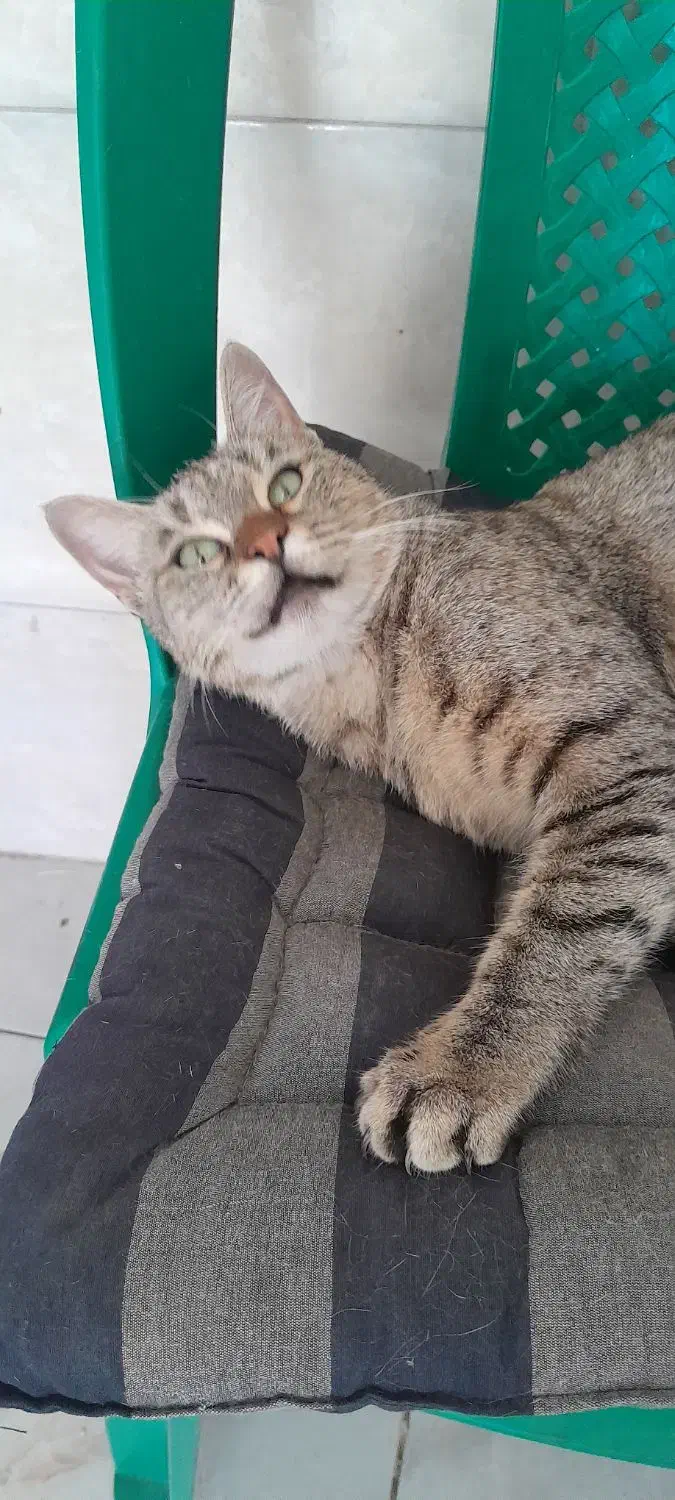 گربه یک ساله|گربه|سنندج, |دیوار