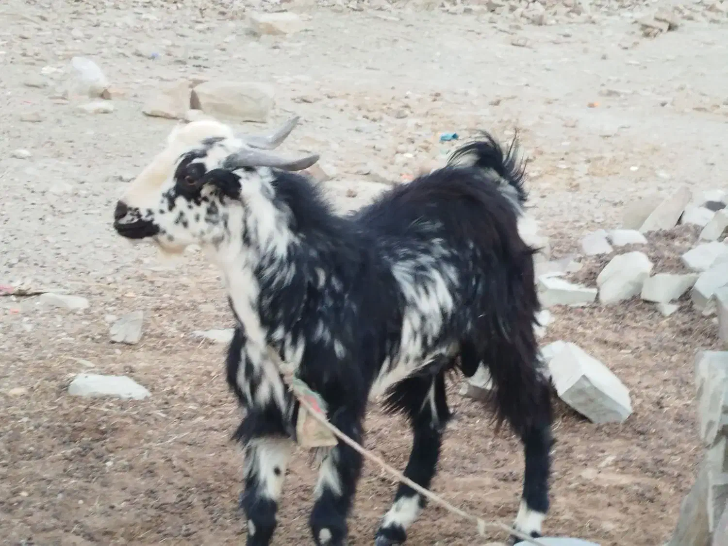 فروش بز نر|حیوانات مزرعه|قصرقند, |دیوار