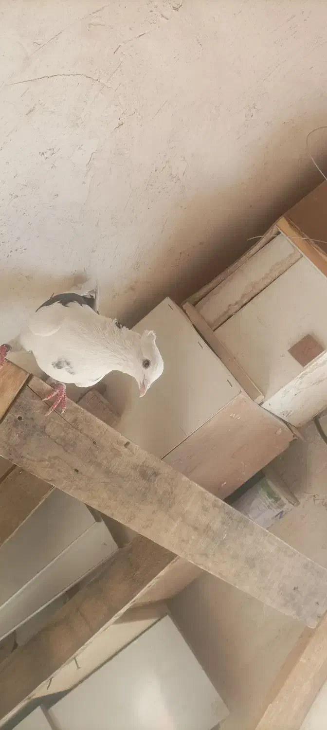 کفتر پرشی پشت دار سیاه ماده|پرنده|تهران, شهرک غزالی|دیوار