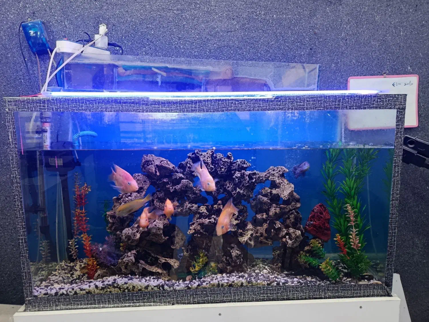 آکواریوم با ماهی و تمام تجهیزات|ماهی|خرمآباد, |دیوار