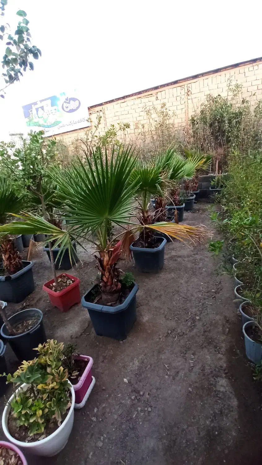 درخت نخل پالم واشنگتن|گل و گیاه طبیعی|احمدآبادمستوفی, |دیوار