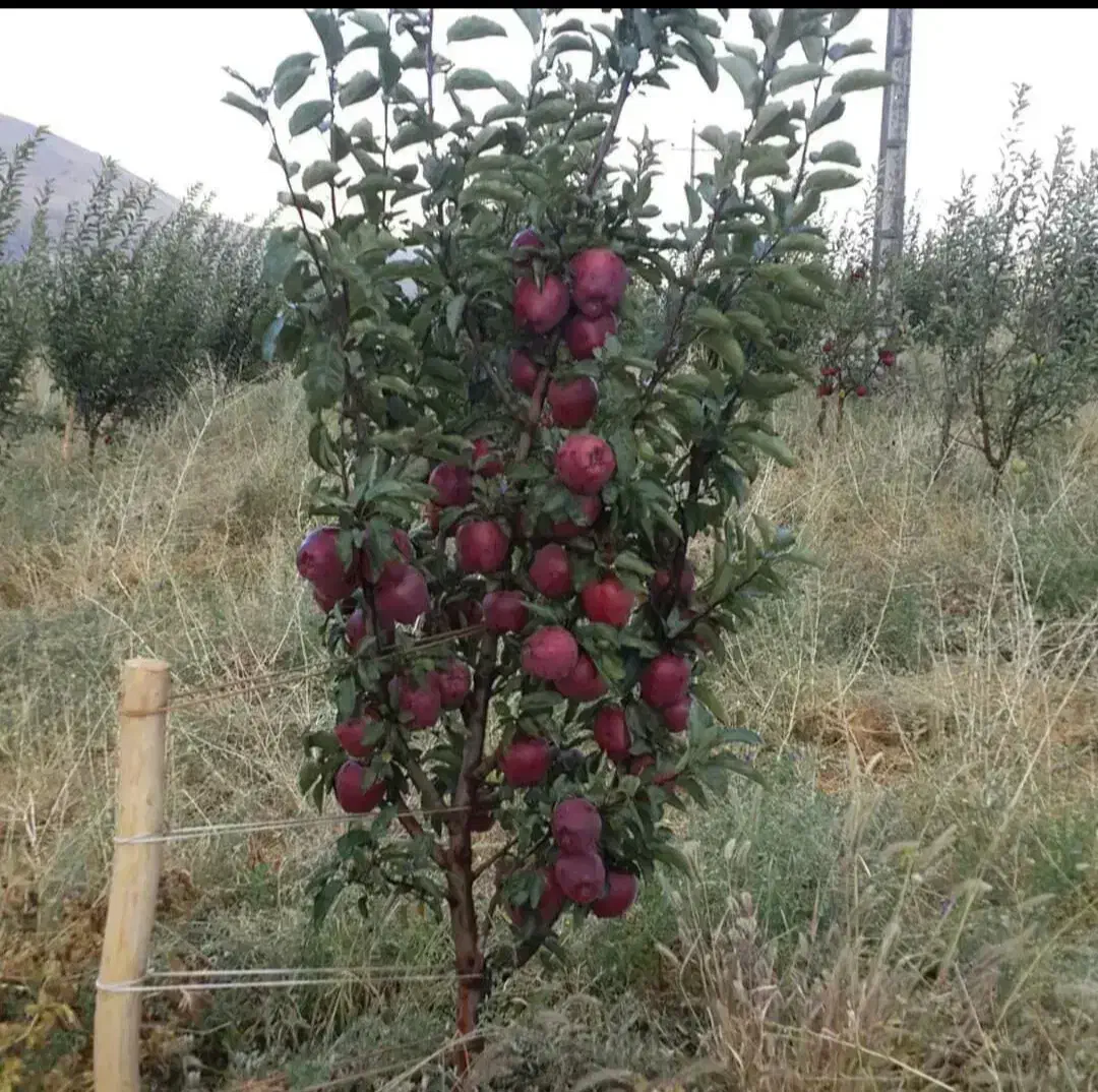 انواع نهال سیب و هلو و گردو موجود در نهالستان|گل و گیاه طبیعی|مراغه, |دیوار