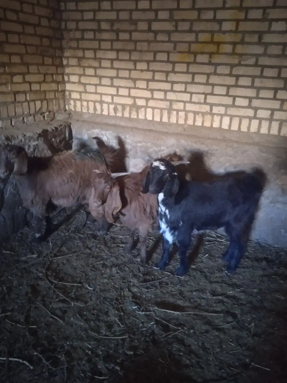 سه عدد بزغاله.. دو عدد نریک عدد ماده|حیوانات مزرعه|سبزوار, قصبه غربی|دیوار