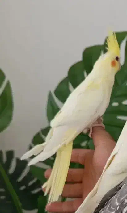 عروس هلندی کاملا اهلی فوق رام|پرنده|تبریز, |دیوار