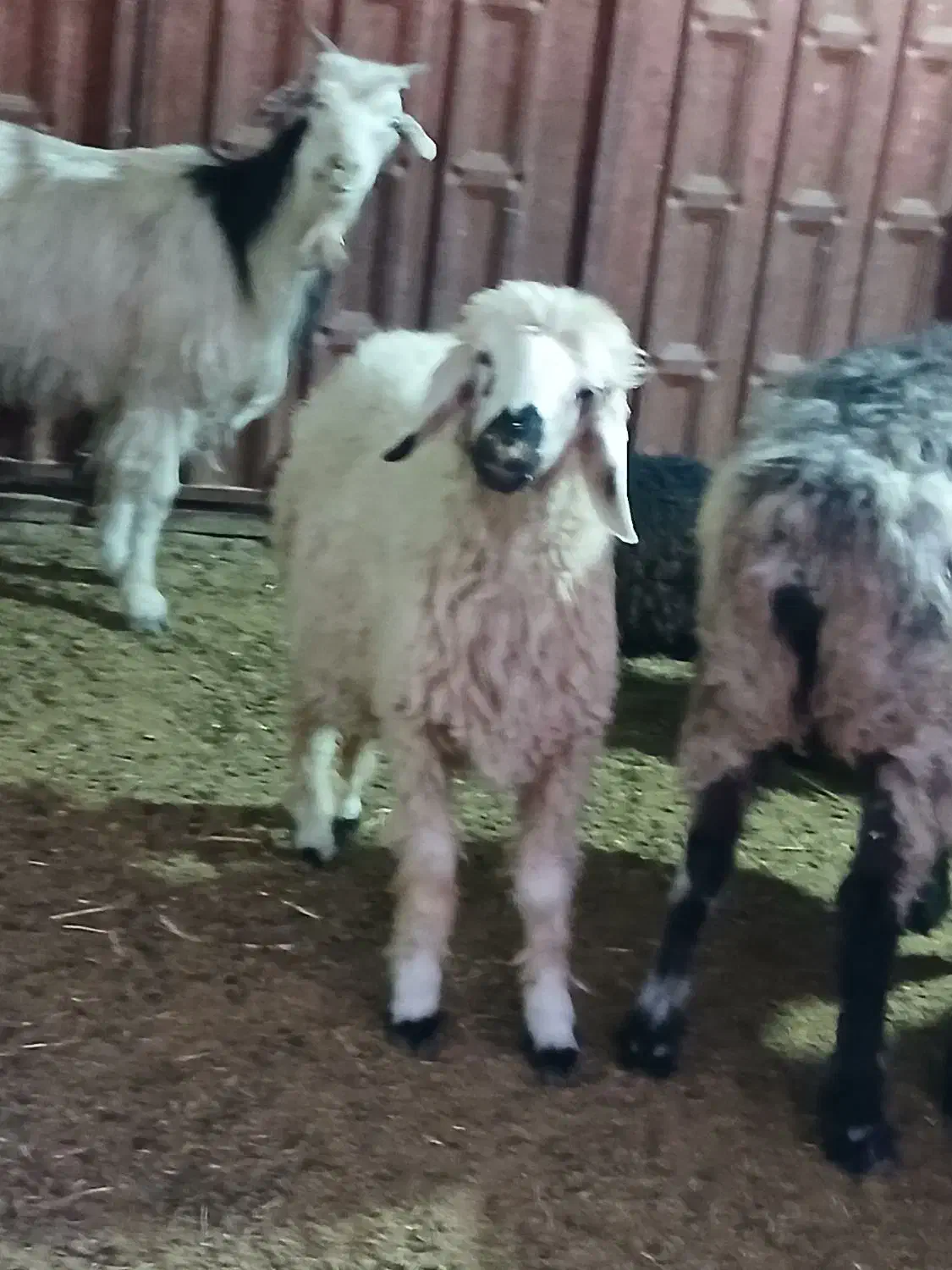 بره ۲۵ کیلویی|حیوانات مزرعه|مرودشت, مختارآباد|دیوار