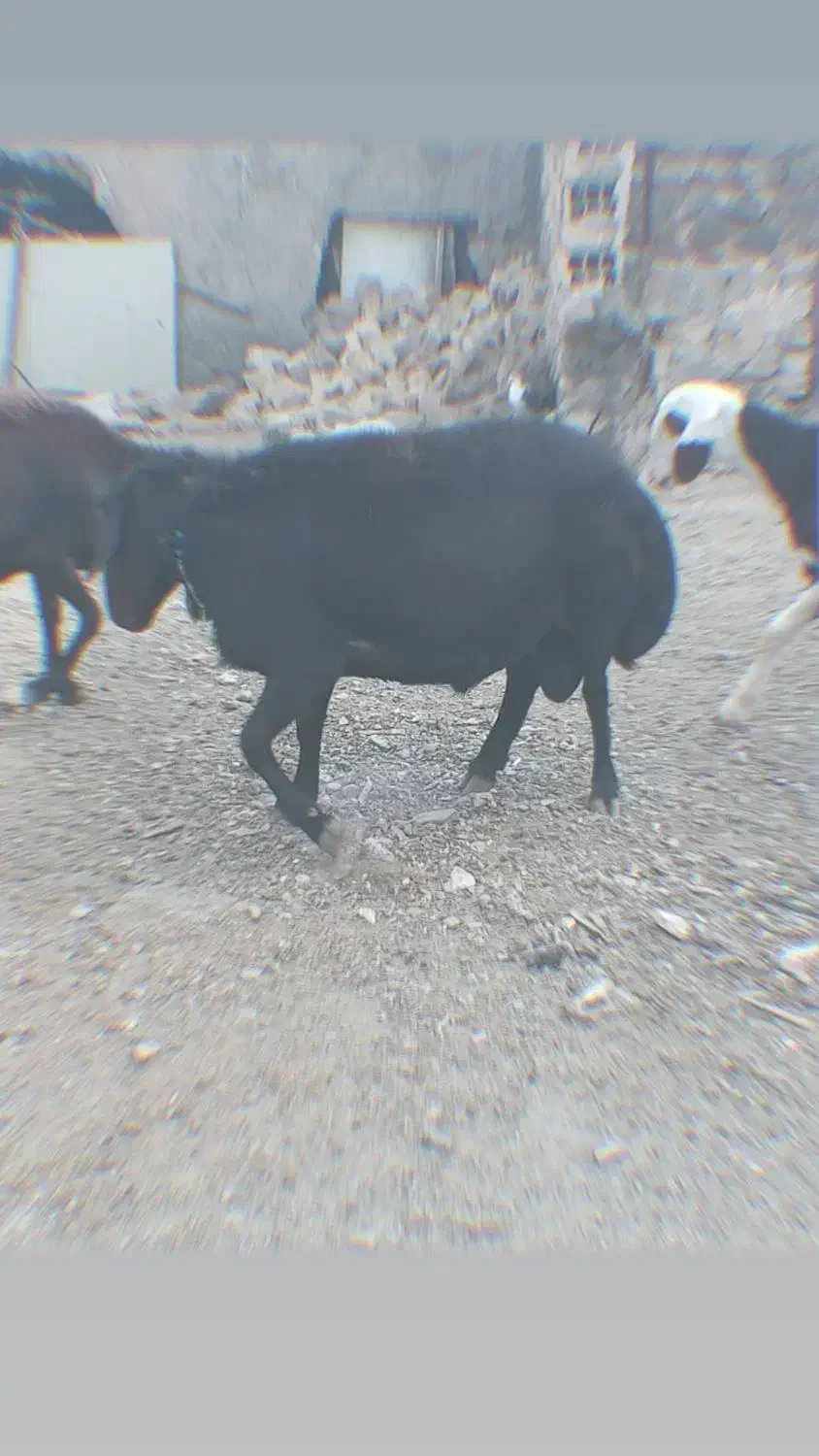 قوچ قره قزل هتروفروشی به شرط دوقلو|حیوانات مزرعه|خنداب, |دیوار