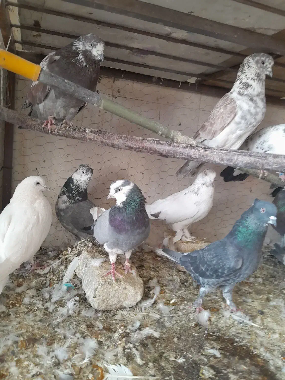 کفتر پرشی. ویاهو|پرنده|قم, نخودی|دیوار