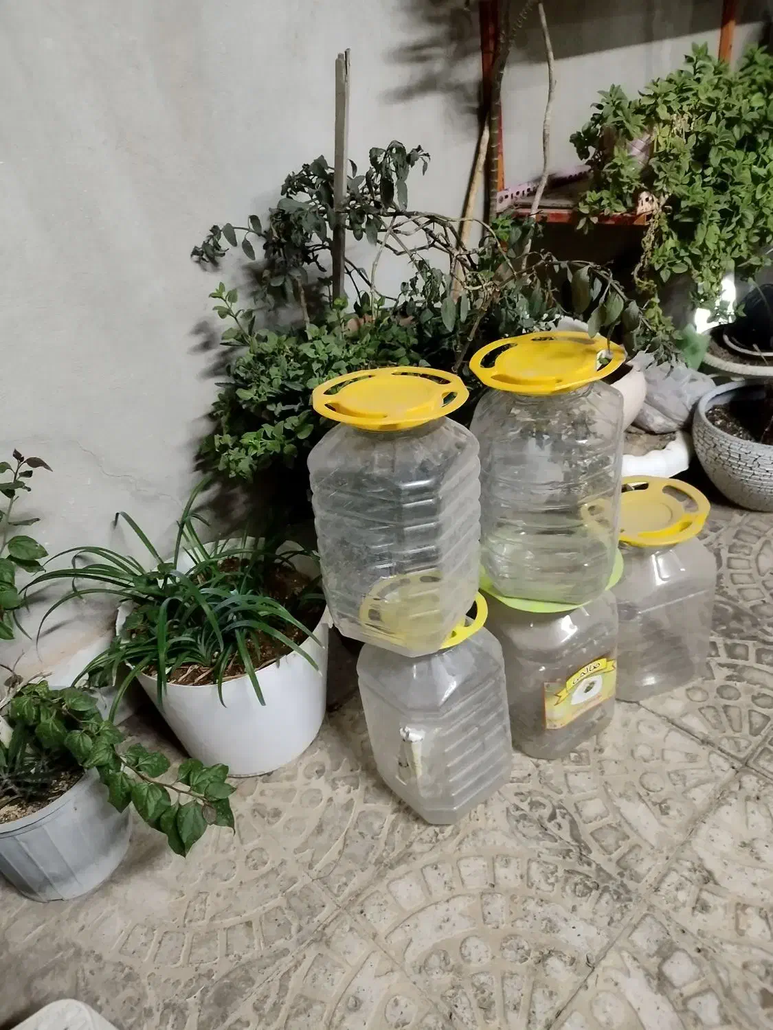ظروف بسته بندی|ظروف نگهدارنده، پلاستیکی، یک‌بارمصرف|سمنان, |دیوار