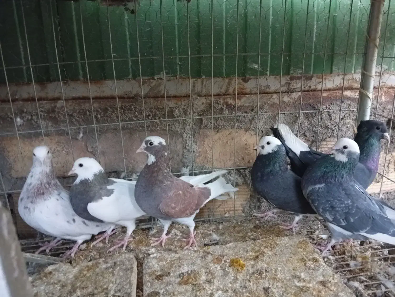 کفتر معاوضه با مرغ و جوجه|پرنده|بم, |دیوار