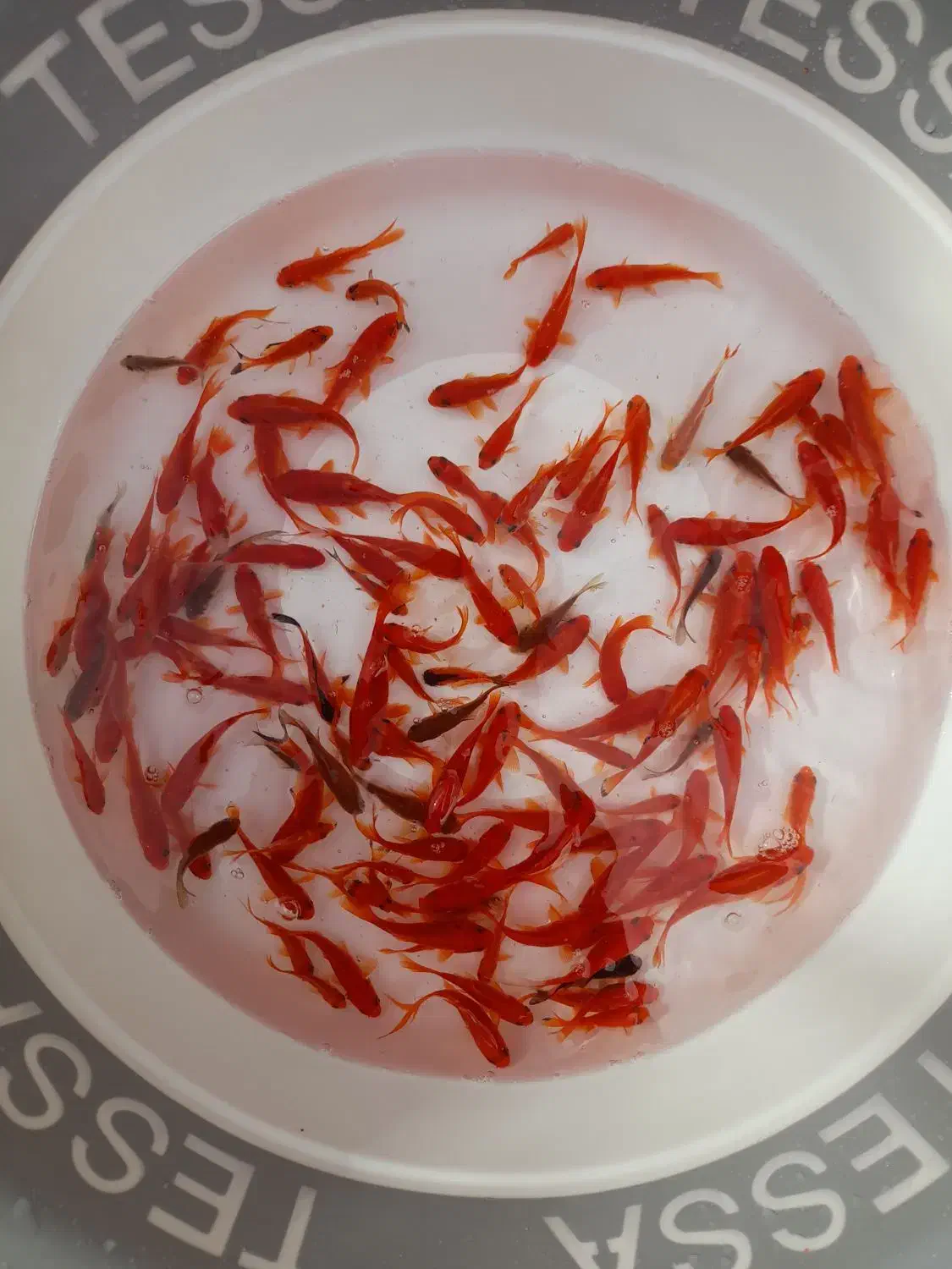 ماهی قرمز|ماهی|اسفراین, |دیوار