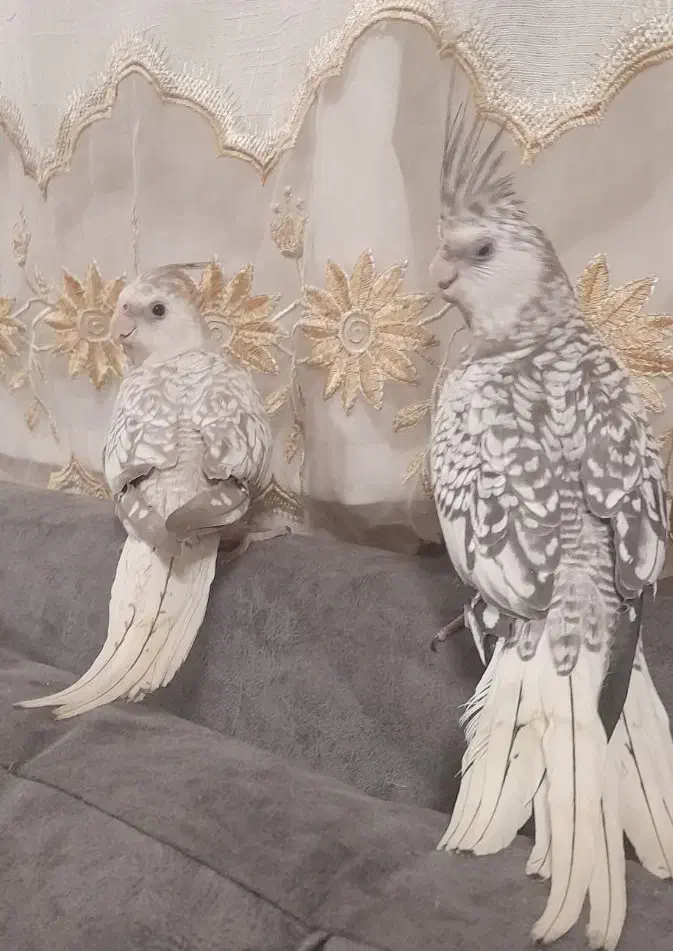 عروس ایزابلا|پرنده|بجنورد, |دیوار