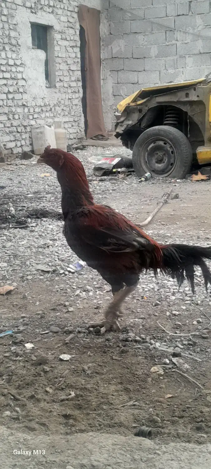 مرغ و خروس|حیوانات مزرعه|فردوسیه, |دیوار