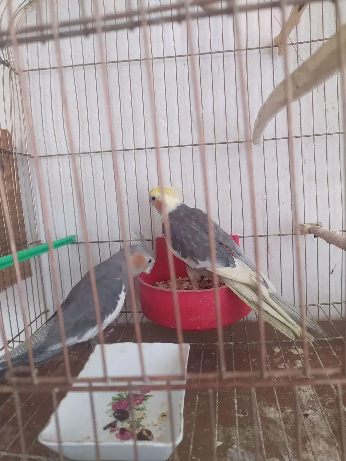 عروس|پرنده|چهاربرج, |دیوار