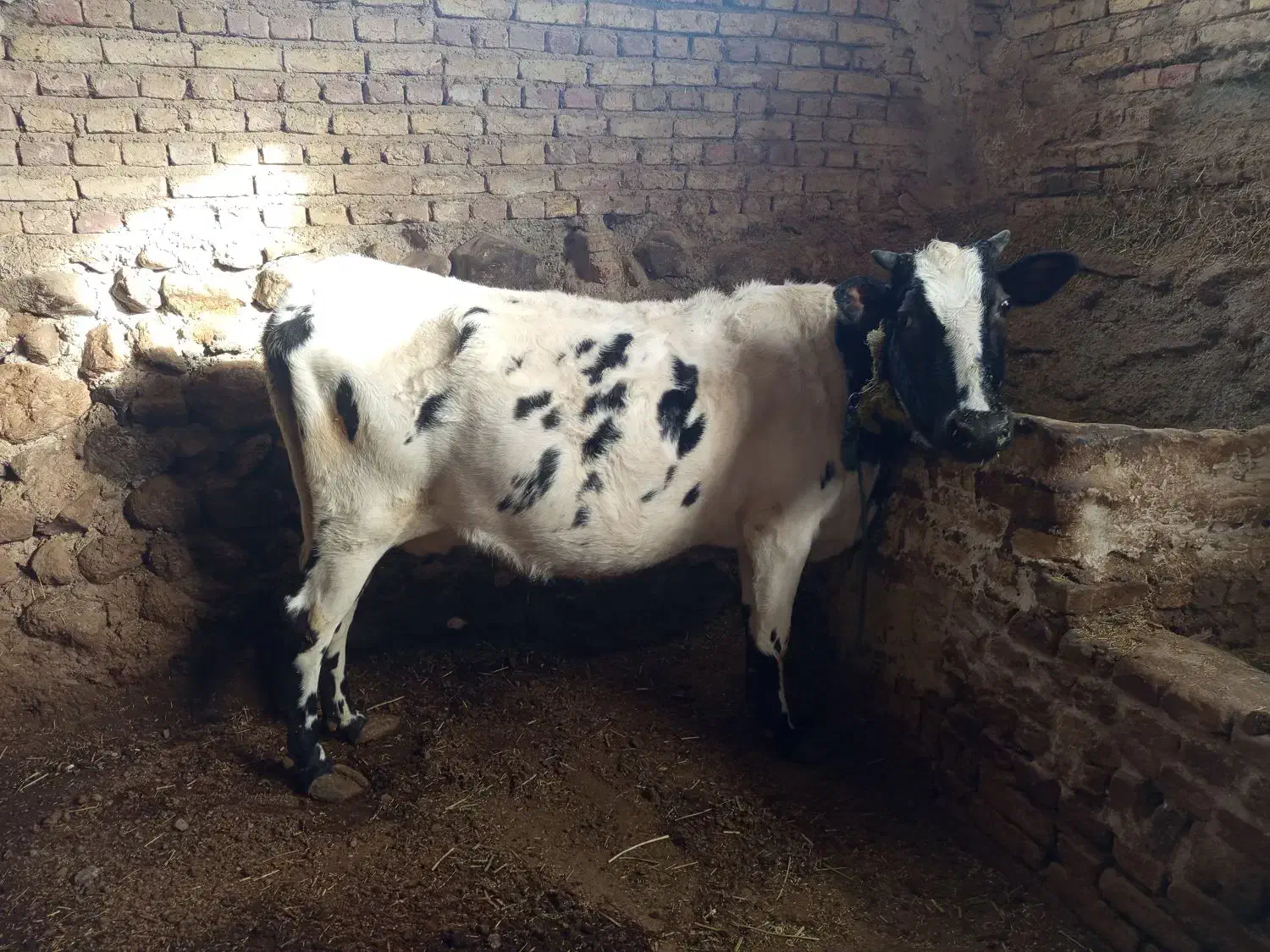 گاو با گوساله|حیوانات مزرعه|هریس, |دیوار