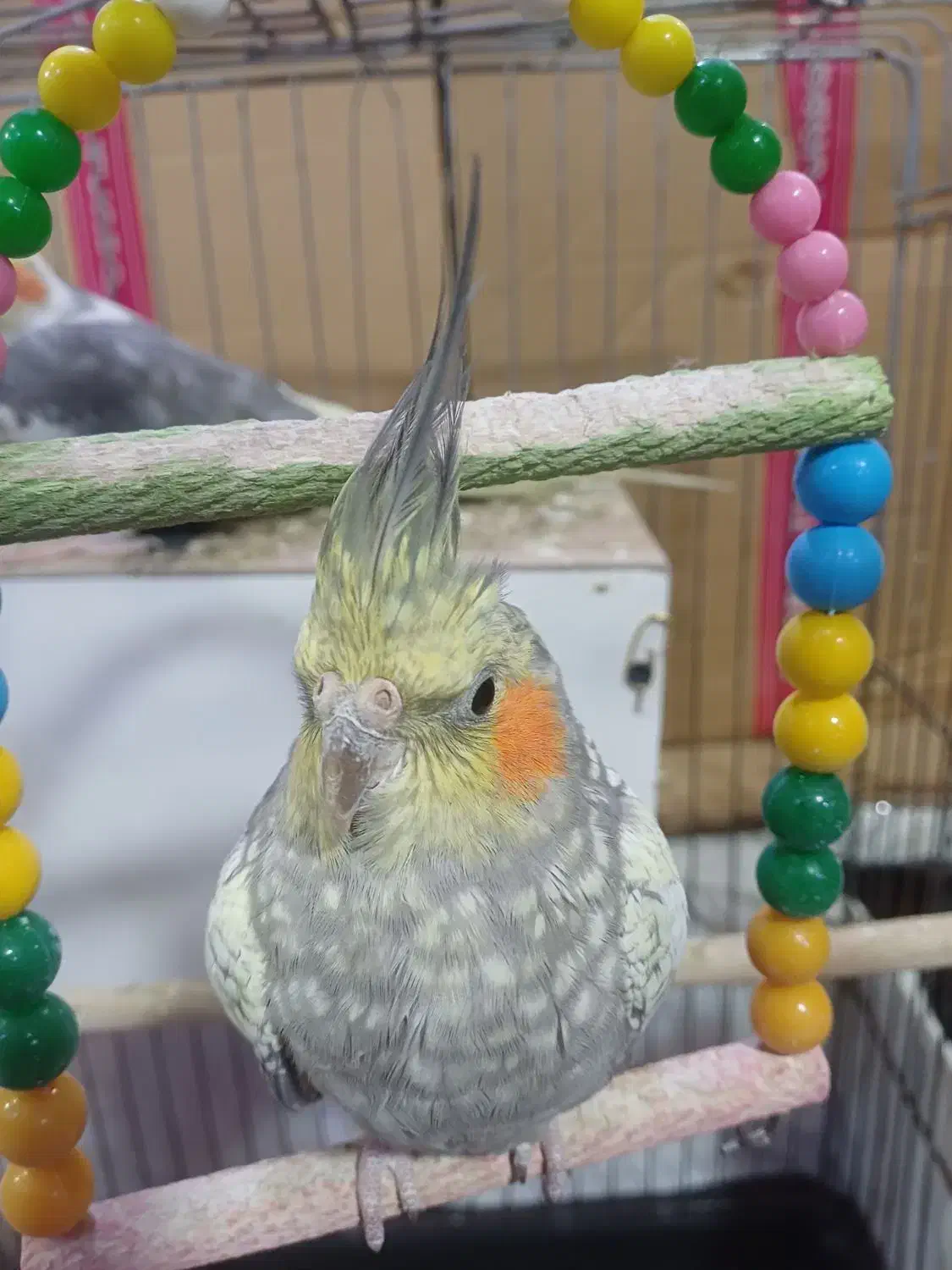 جفت عروس هلندی با قفس|پرنده|مشهد, شیرودی|دیوار