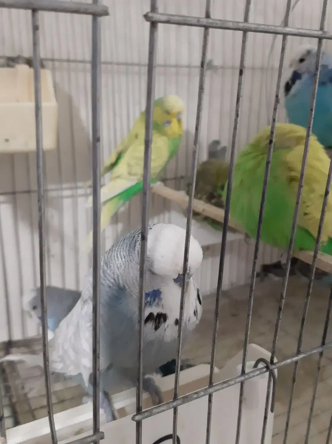 مرغ عشق انگلیسی و مرغ عشق رنگین کمانی|پرنده|خلخال, |دیوار