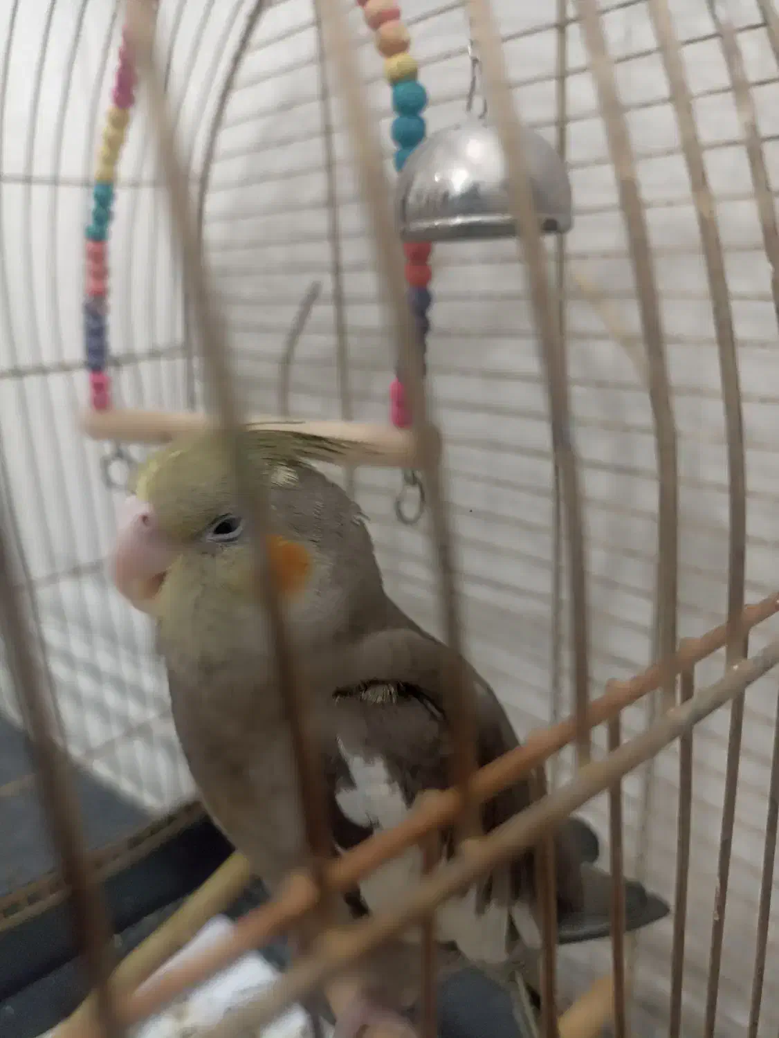 فروش طوطی سرلاکی و دستی نرمه خور|پرنده|لار, |دیوار