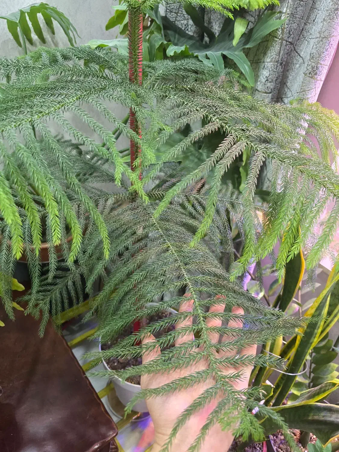 درخت مطبخ طبیعی|گل و گیاه طبیعی|بندر ماهشهر, |دیوار