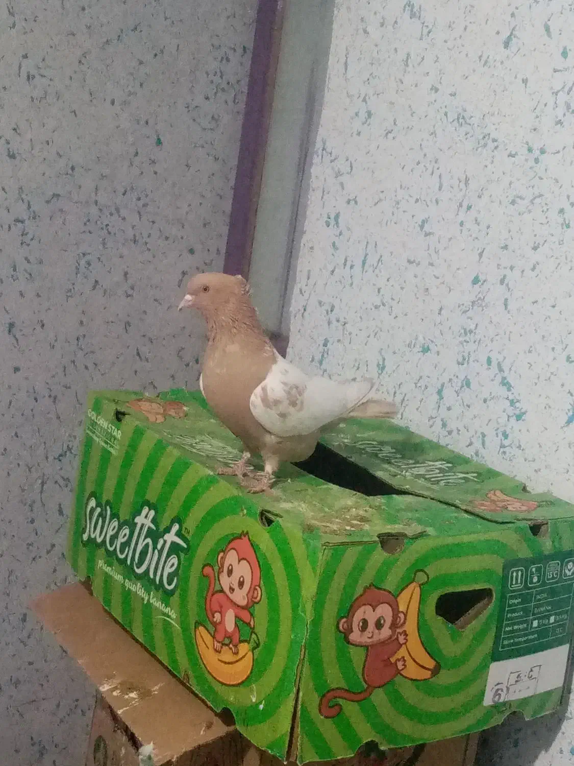 کبوتر|پرنده|خفر, |دیوار