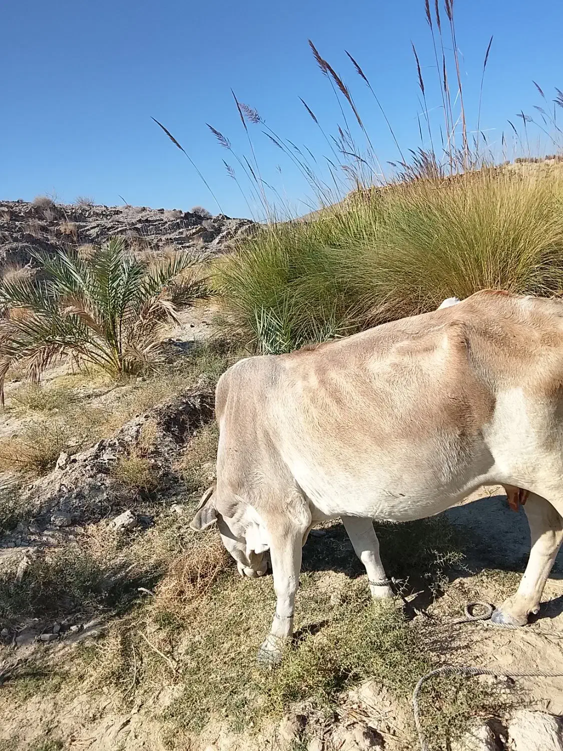 گاو فروشی|حیوانات مزرعه|مهرستان, |دیوار