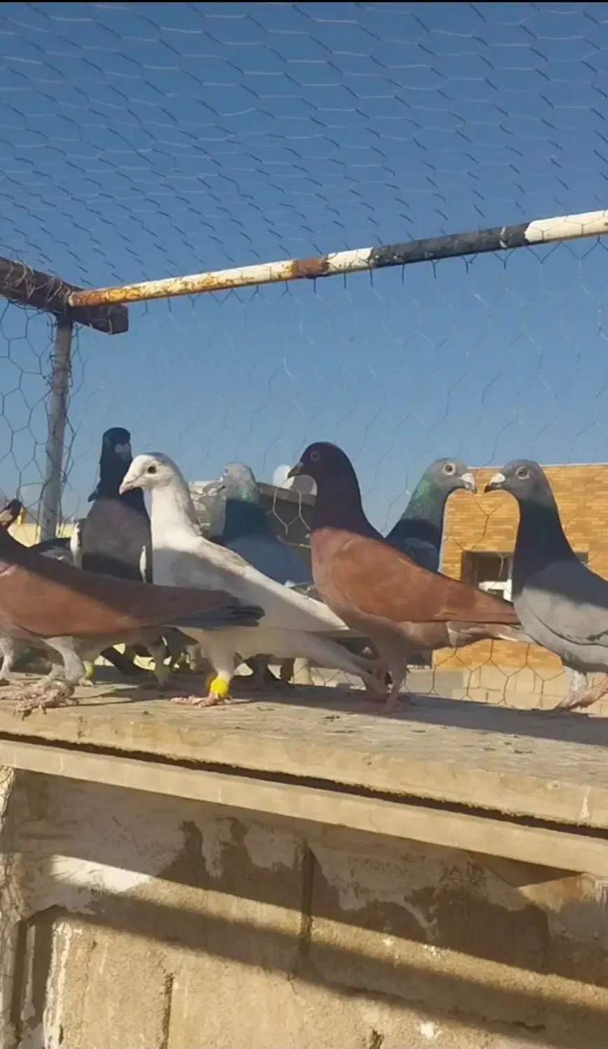 دسته کبوتر پلاکی نر|پرنده|پیر بکران, |دیوار