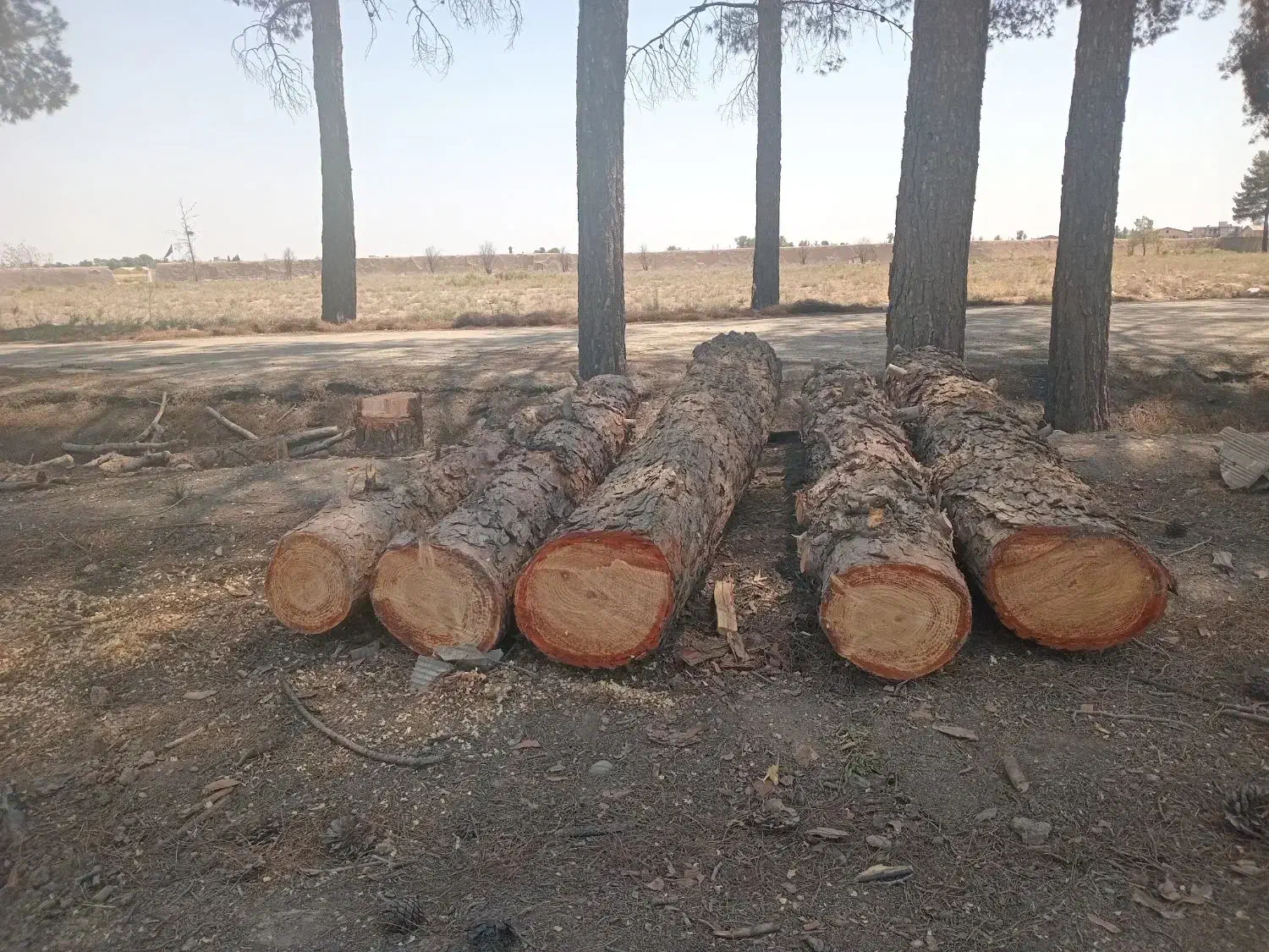 خرید و فروش چوب کاج|خدمات باغبانی و درختکاری|خاوران, |دیوار