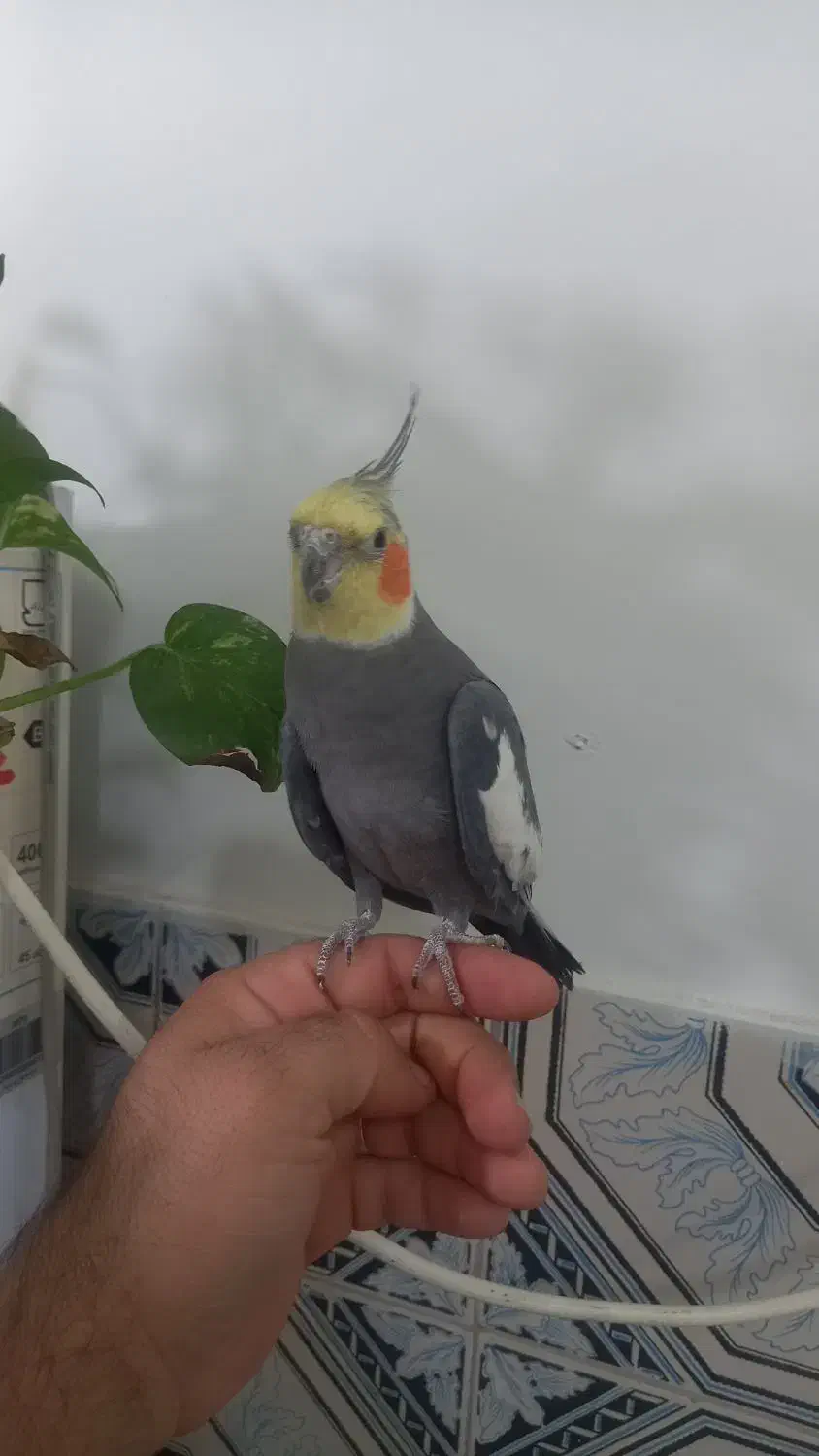 طوطی عروس بسیار جوان و بازیگوش|پرنده|شوشتر, |دیوار