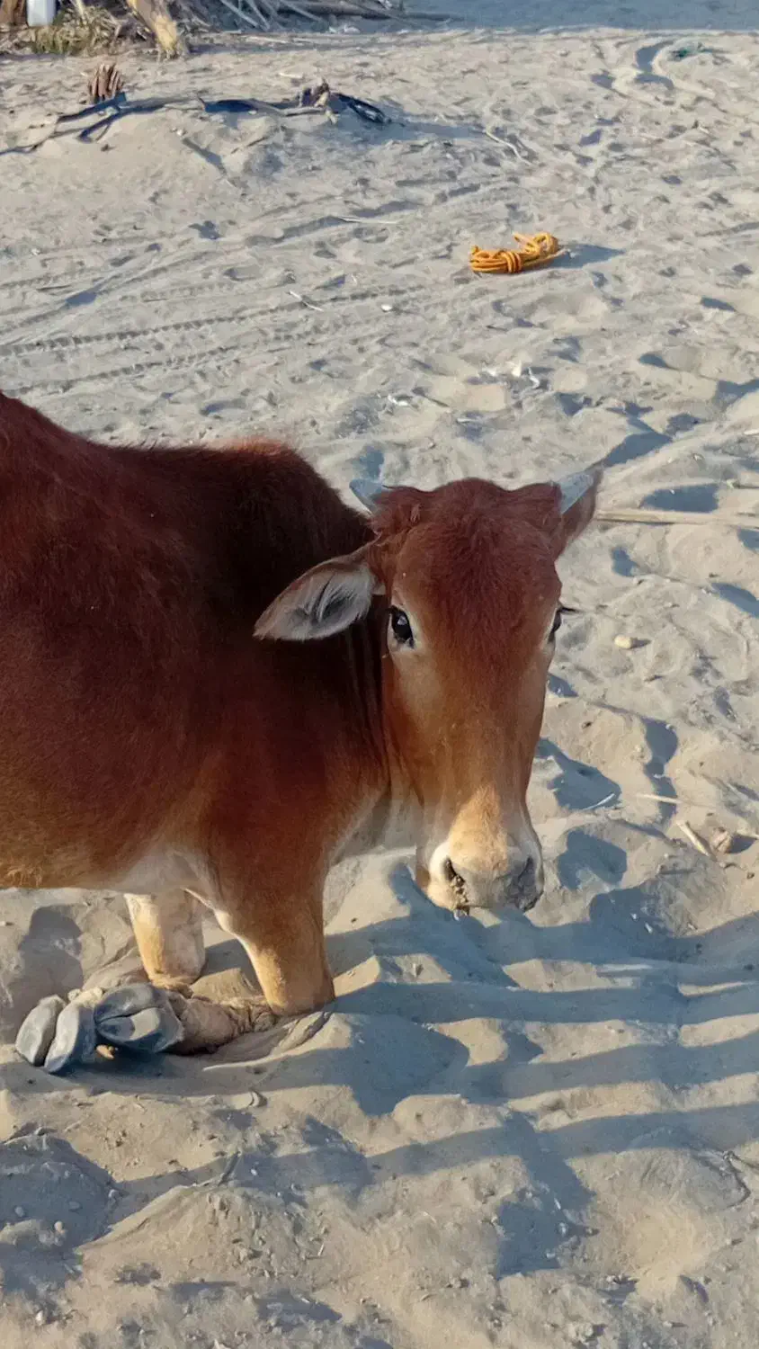 فروس|حیوانات مزرعه|چاه داد خدا, |دیوار