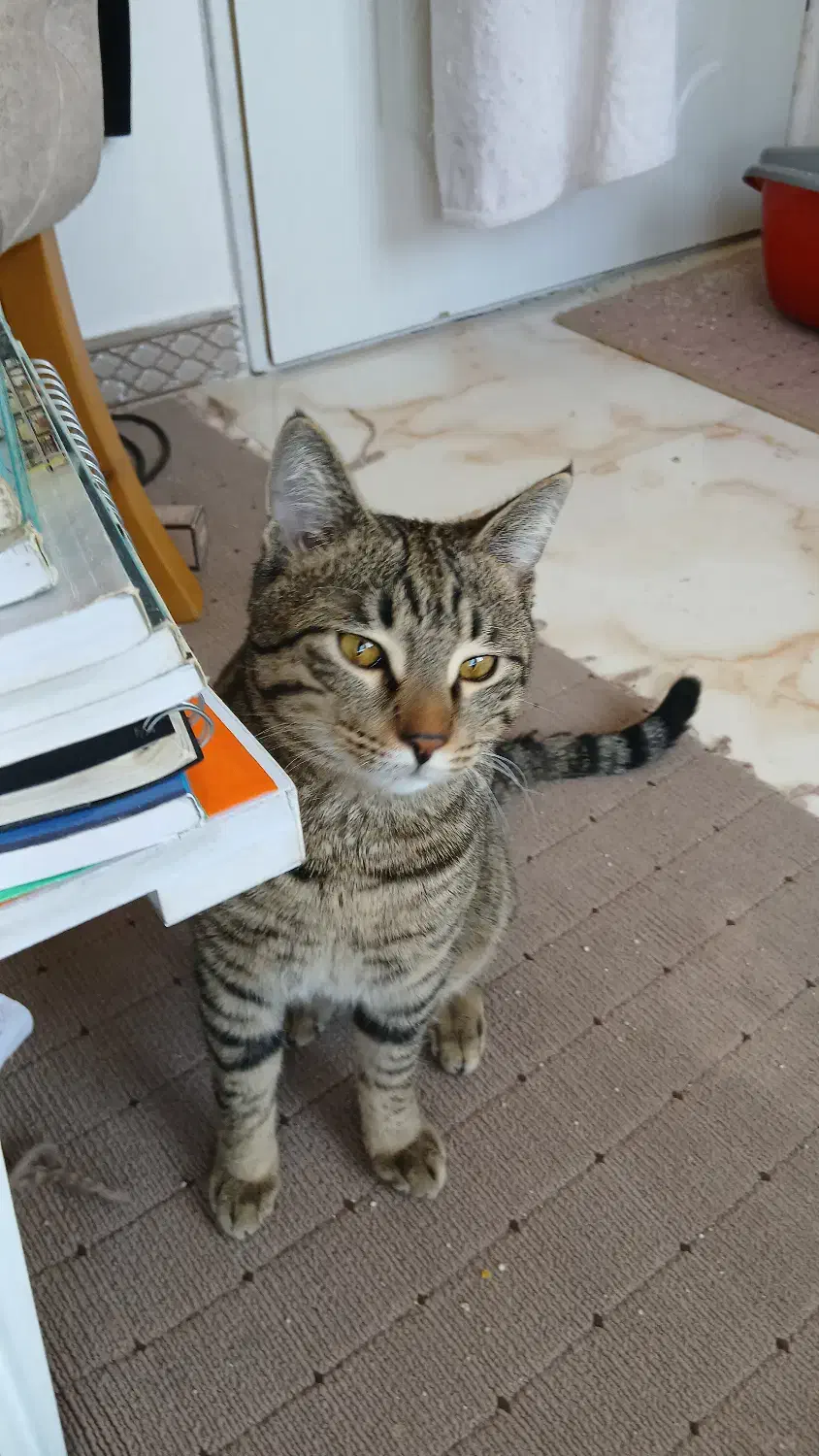 واگذاری گربه زیبا وسالم وتپلی وکاملا خانگی|گربه|اراک, |دیوار