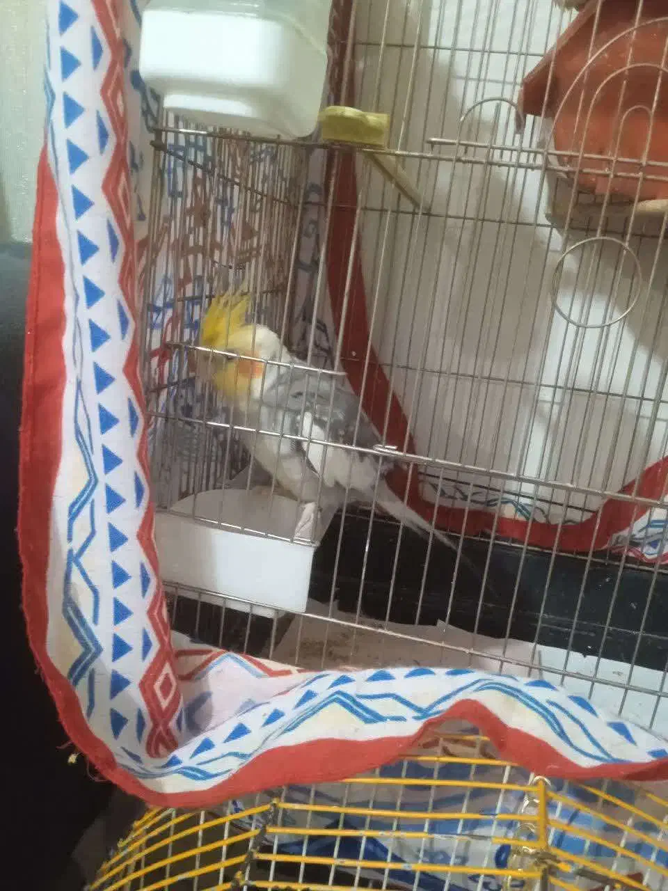 جوجه عروس|پرنده|کهریزک, |دیوار