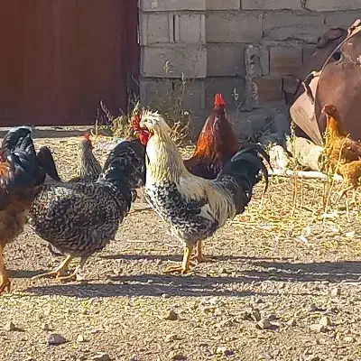 خروس محلی جوان ۲عدد|حیوانات مزرعه|اهر, |دیوار