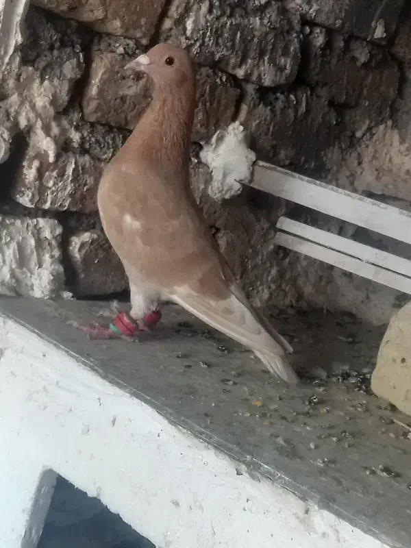 کفتر دو عدد|پرنده|تربتحیدریه, حسنی بالا|دیوار