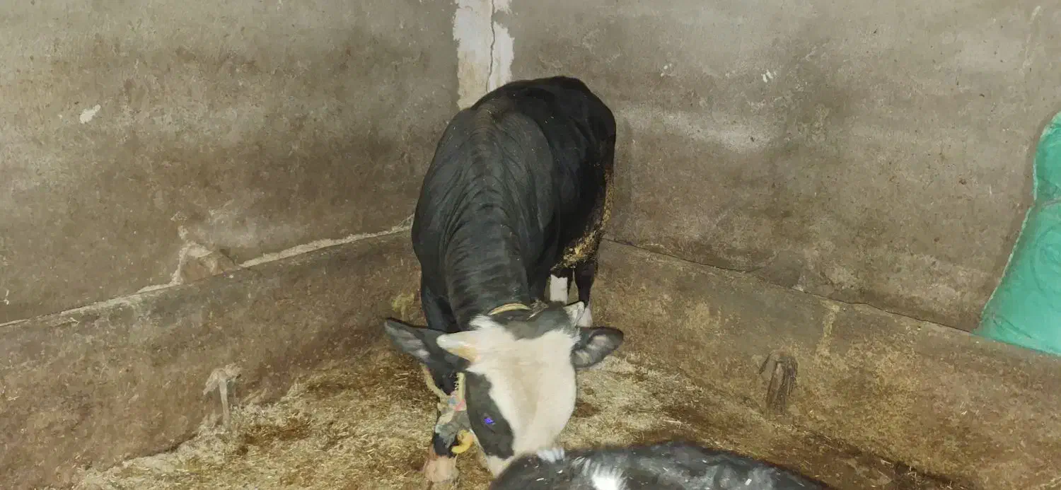 گوساله نر|حیوانات مزرعه|دالاهو, |دیوار