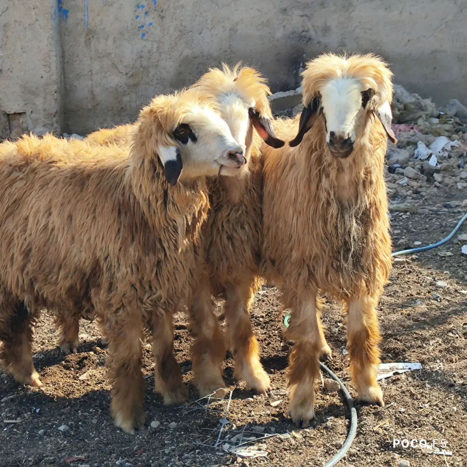 بره شیشک ابسن بی مثل|حیوانات مزرعه|شیراز, شاپورجان|دیوار