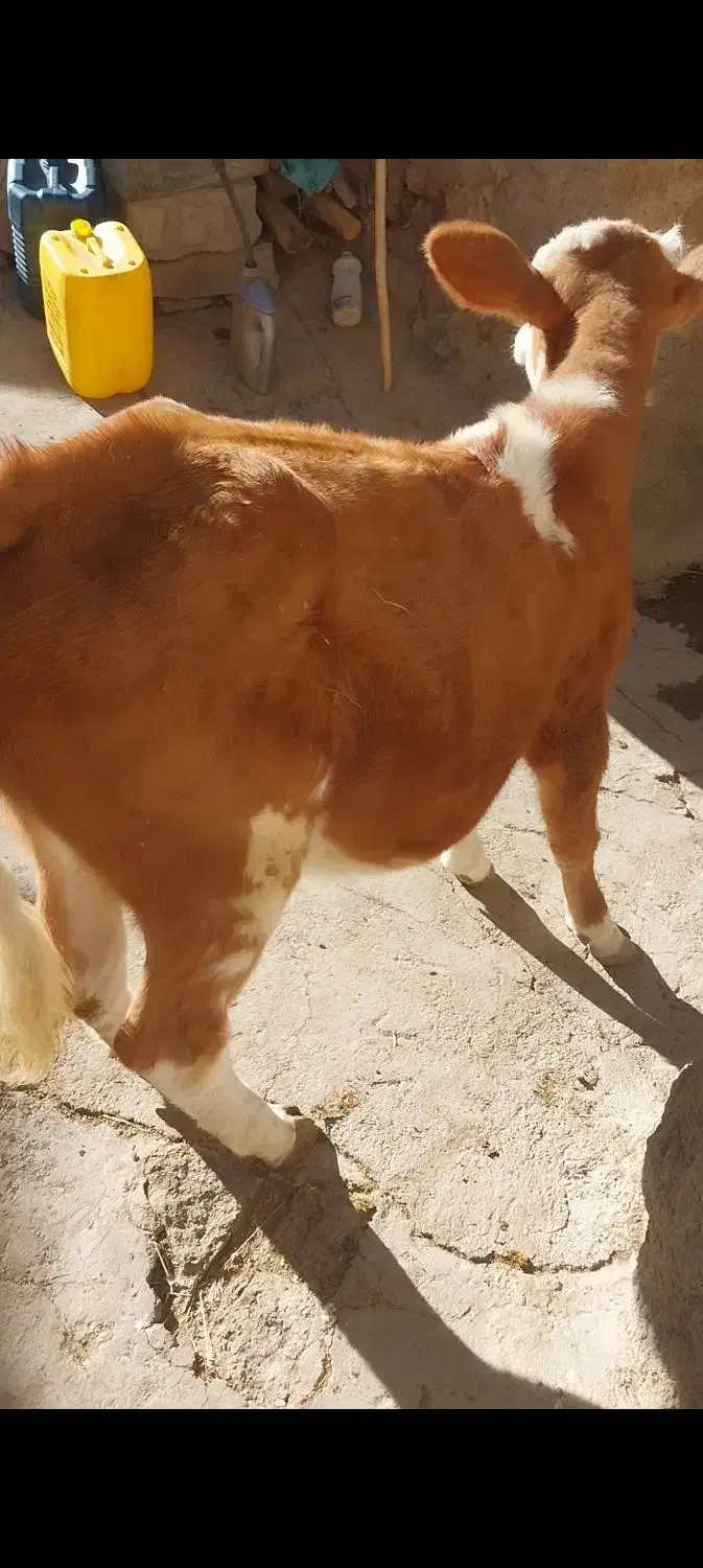 یک رآس گوساله سیمینتال درجه یک|حیوانات مزرعه|سراجو, |دیوار