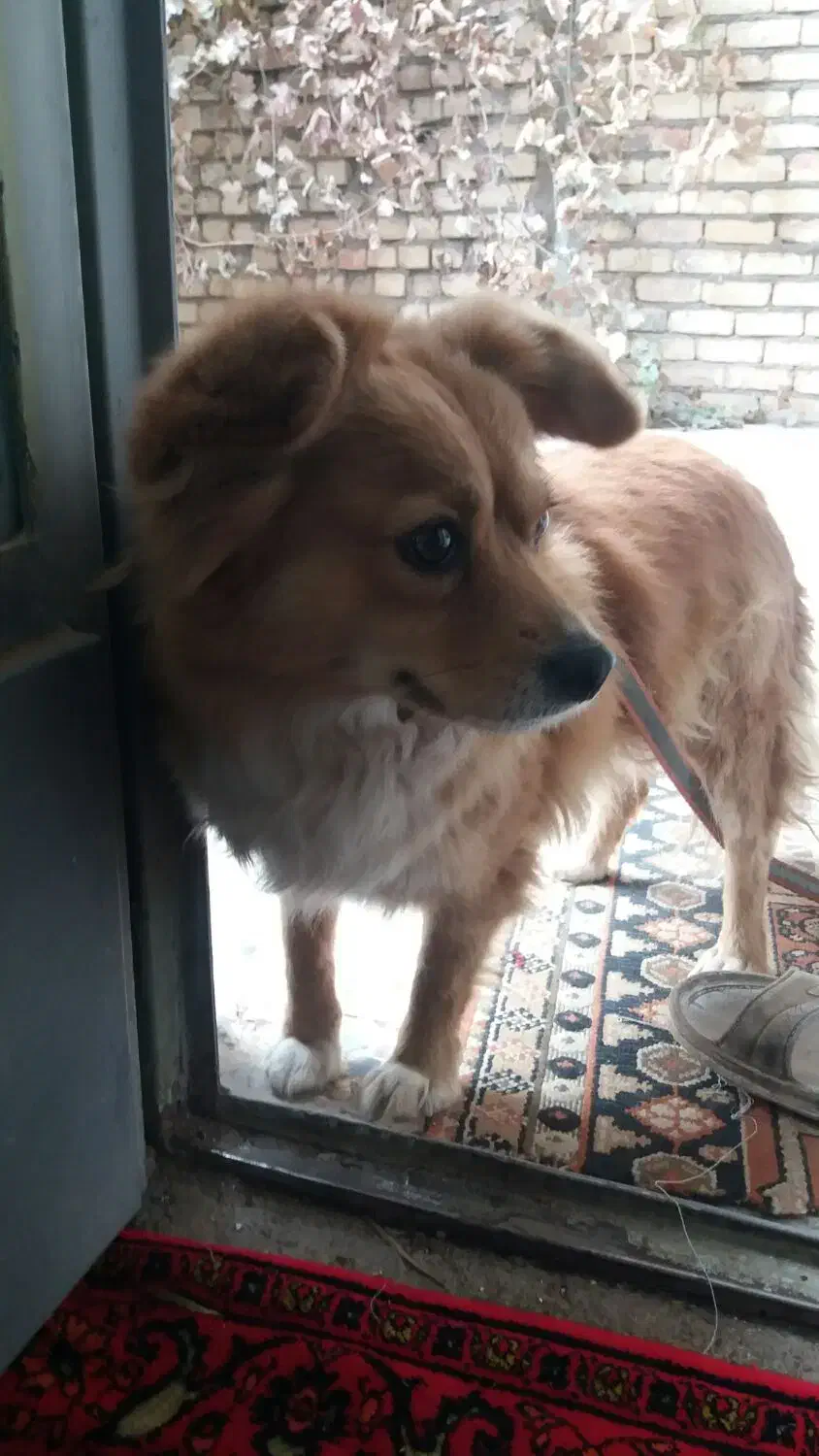 سگ روباهی معاوضه یا فروش|سگ|قهدریجان, |دیوار