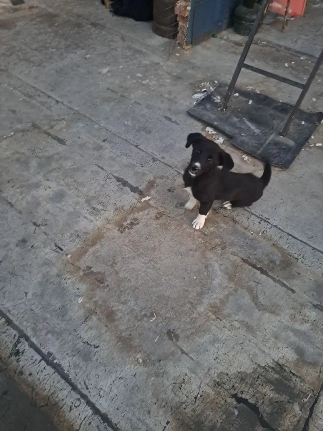 سگ پاکوتاه بازیگوش|سگ|اهر, |دیوار