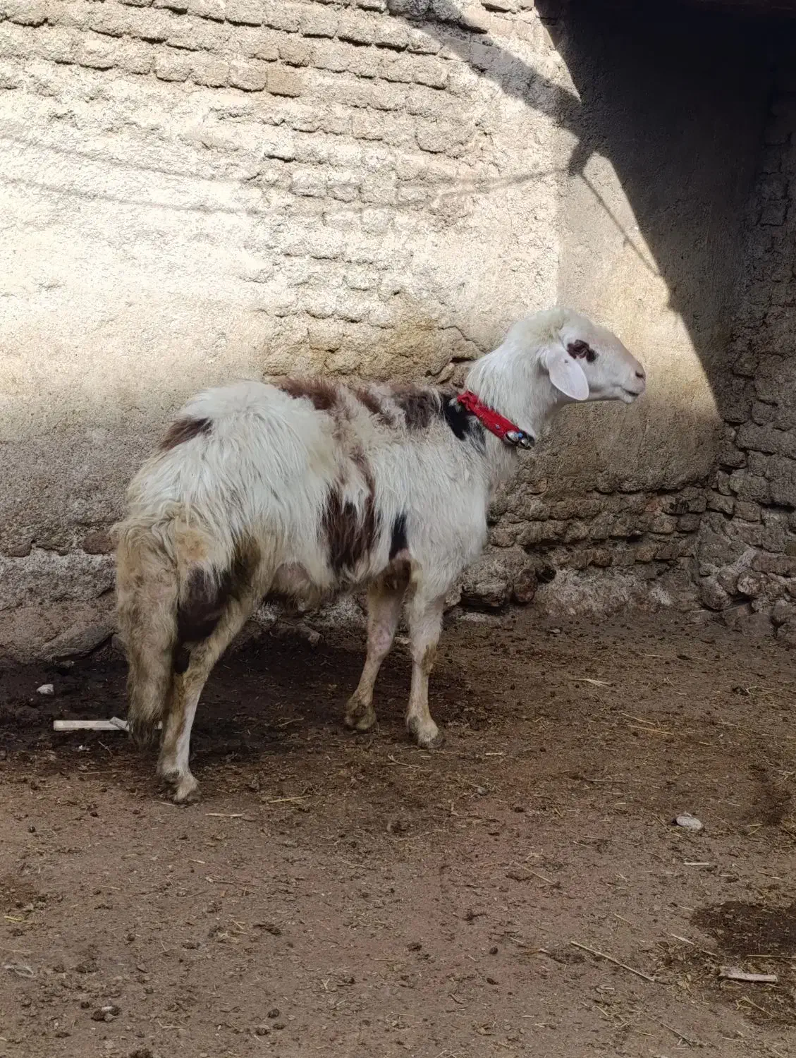 قوچ پلنگی و بره|حیوانات مزرعه|بروجرد, |دیوار