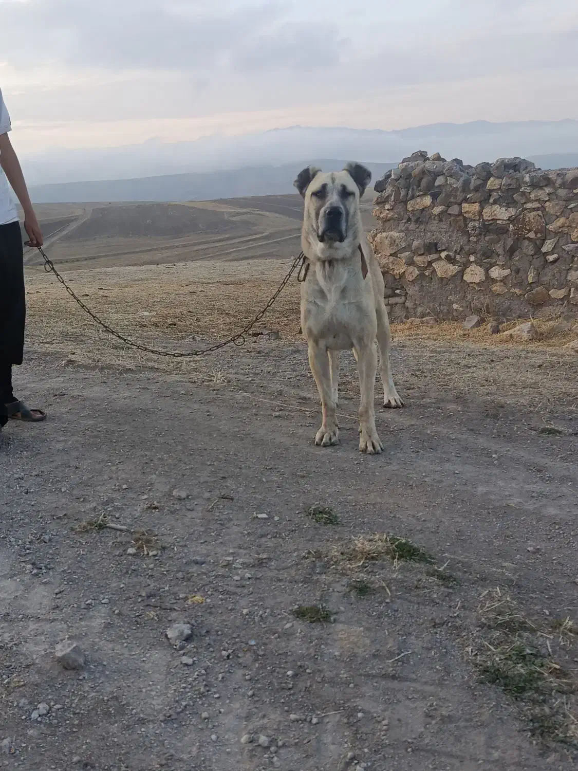 سگ سرابی ماده|سگ|اهر, |دیوار