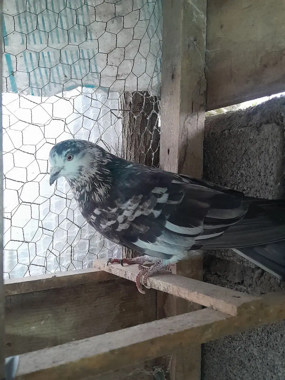 کبوتر پرشی|پرنده|لاهیجان, لیالستان|دیوار