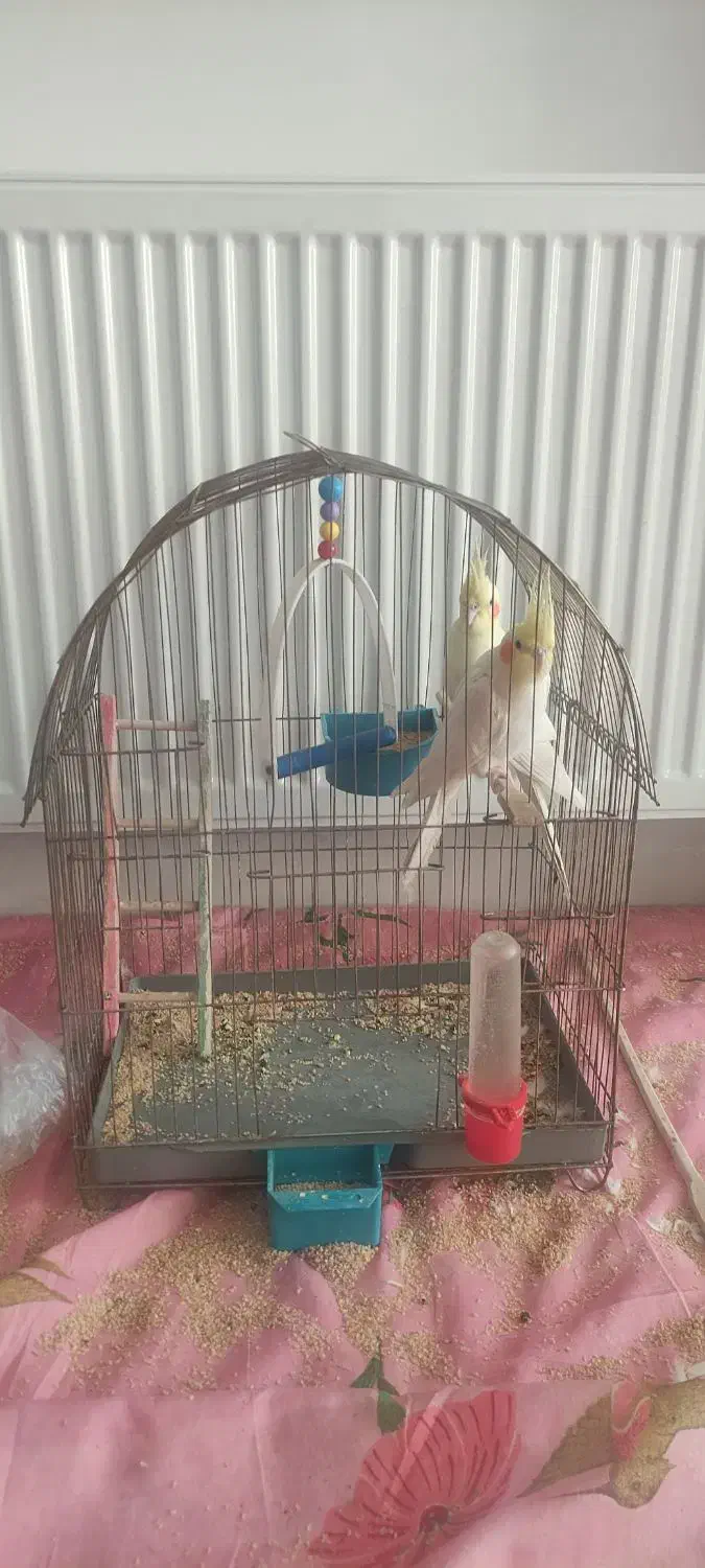 یک جفت نروماده عروس هلندی که هذردونیمه اهلی هستن|پرنده|مراغه, |دیوار