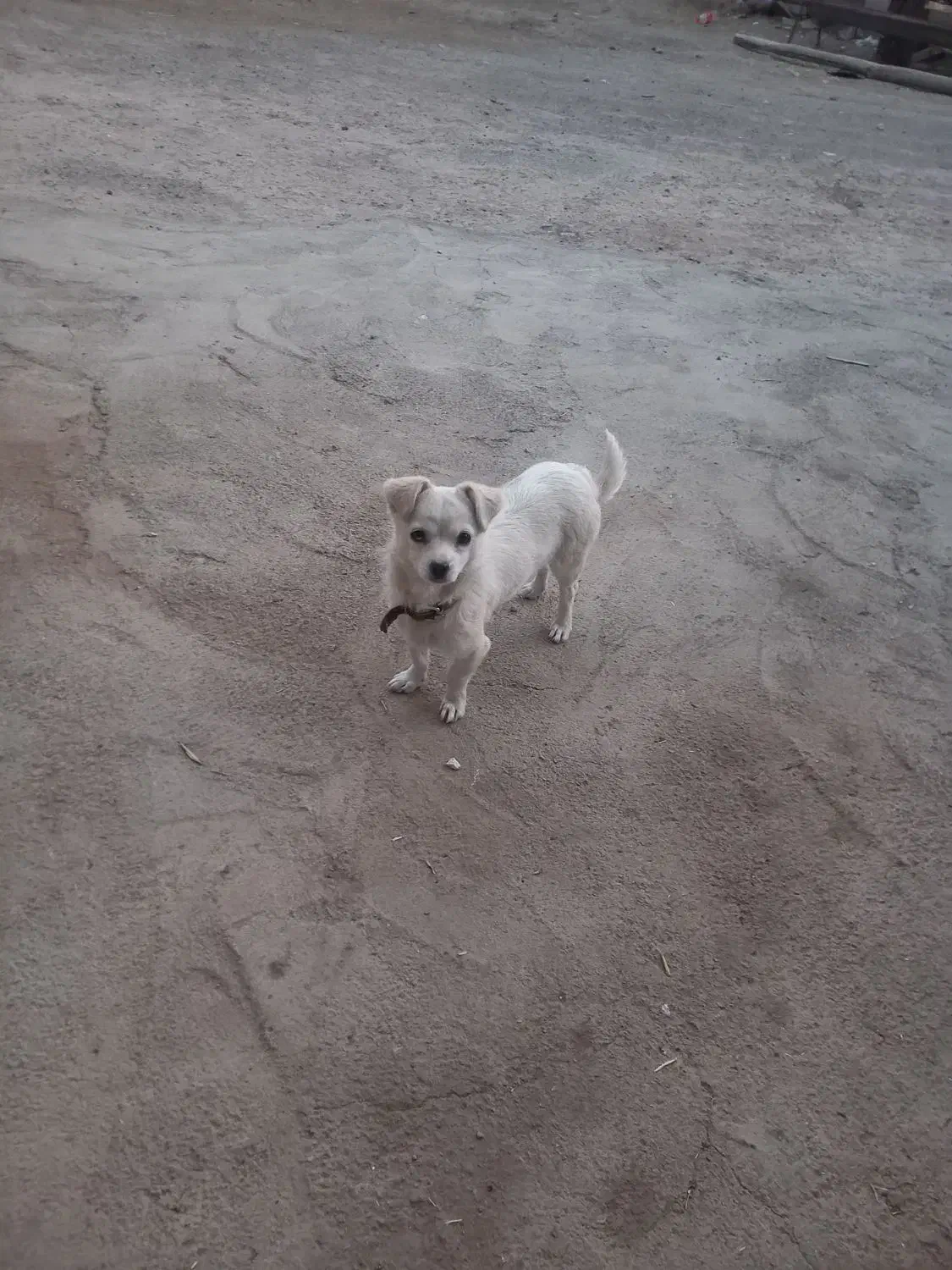 گمشده|حیوانات|اهر, |دیوار