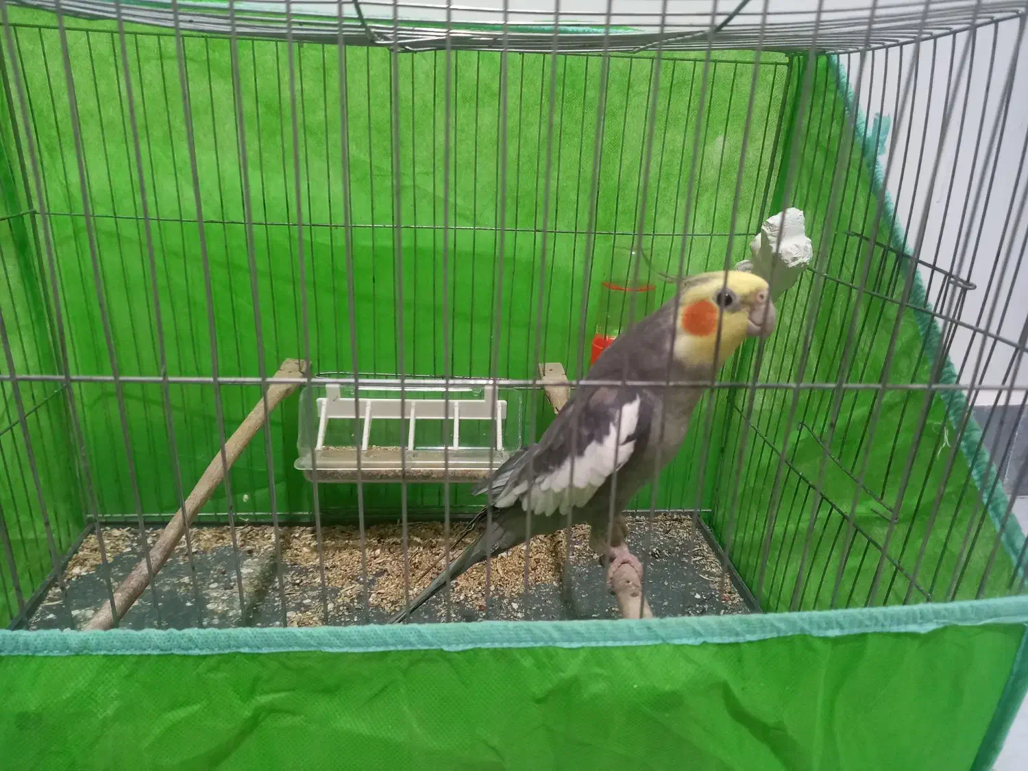 عروس هلندی ب همراه قفس|پرنده|قائمشهر, |دیوار