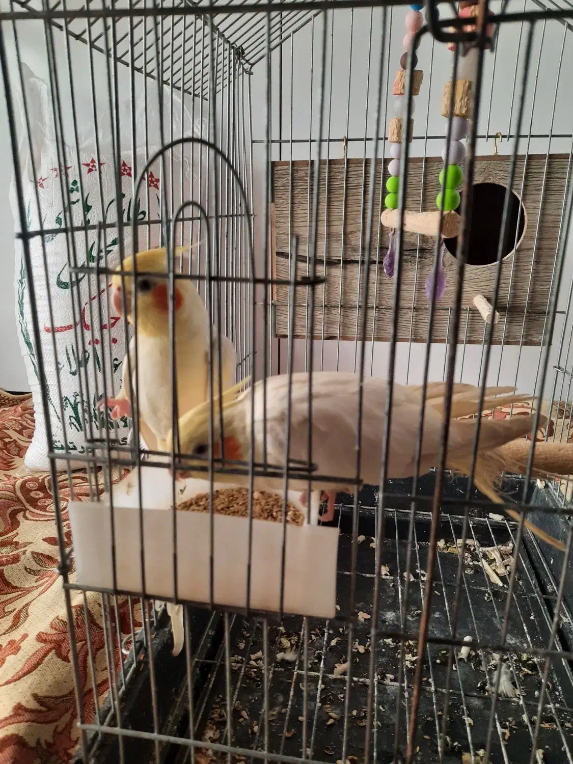 عروس هلندی جفت سفیدکاملارام شده|پرنده|ایزدشهر, |دیوار