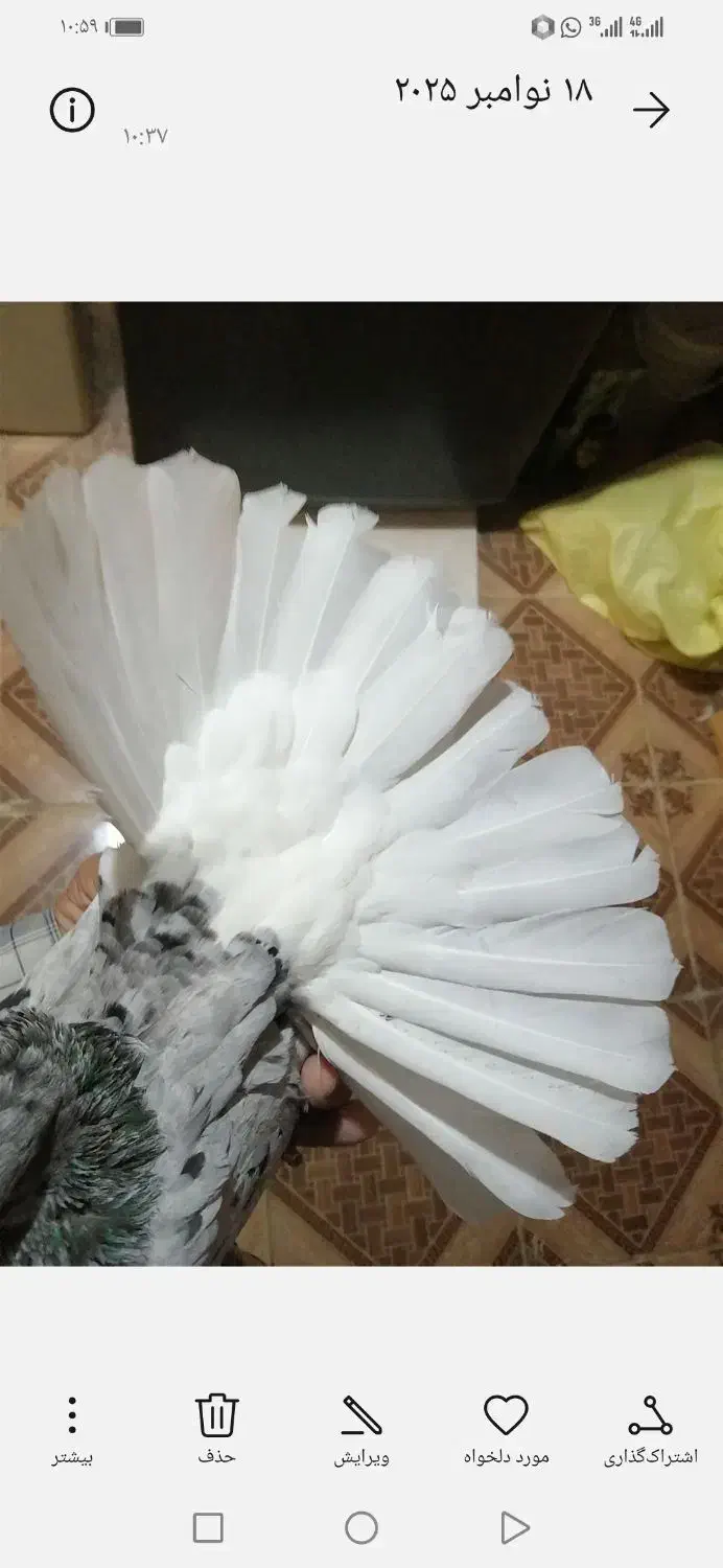 کبوتر دم سفید وشهری|پرنده|برازجان, |دیوار