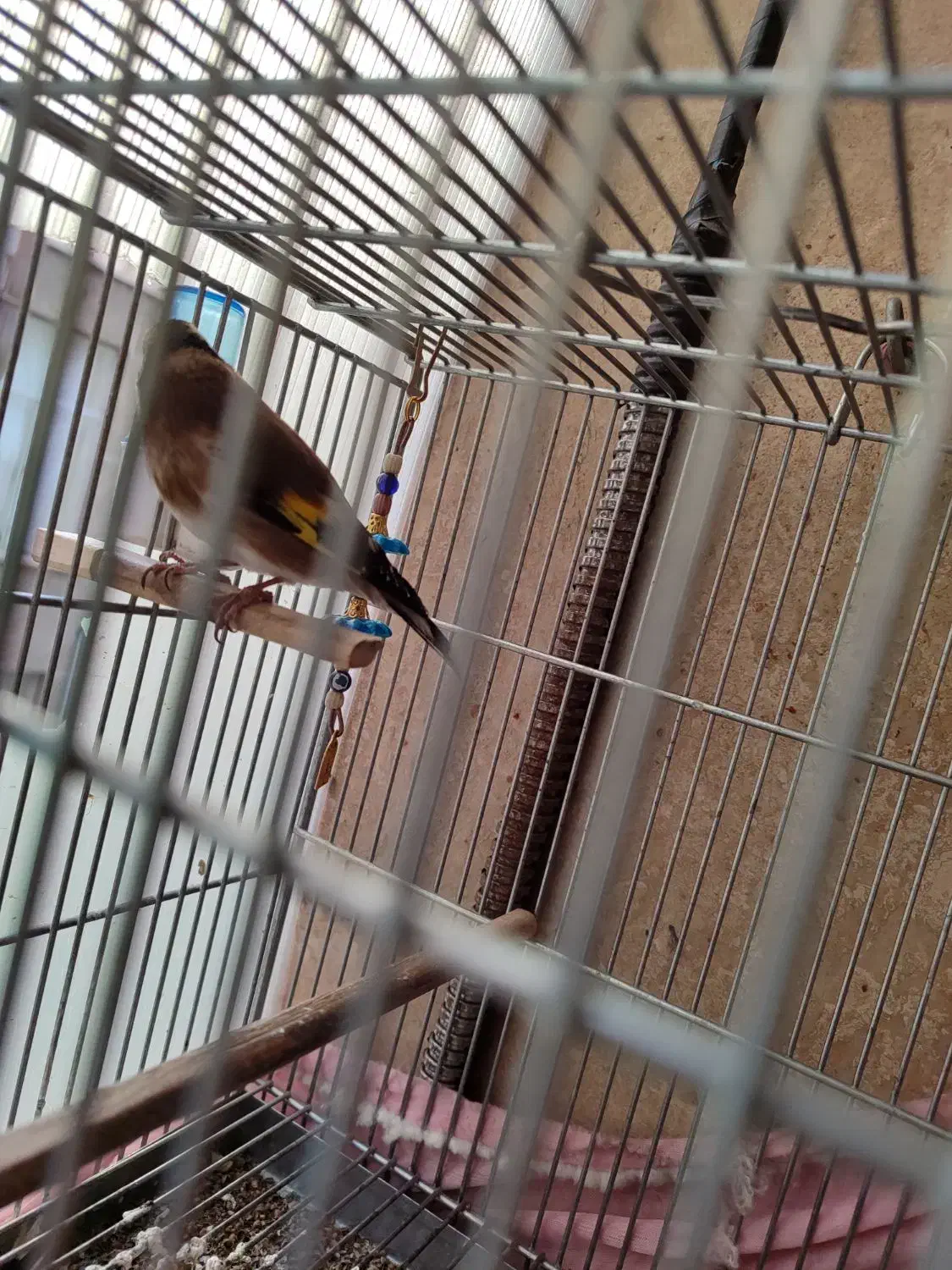 سهره|پرنده|تهران, امام زاده عبدالله|دیوار