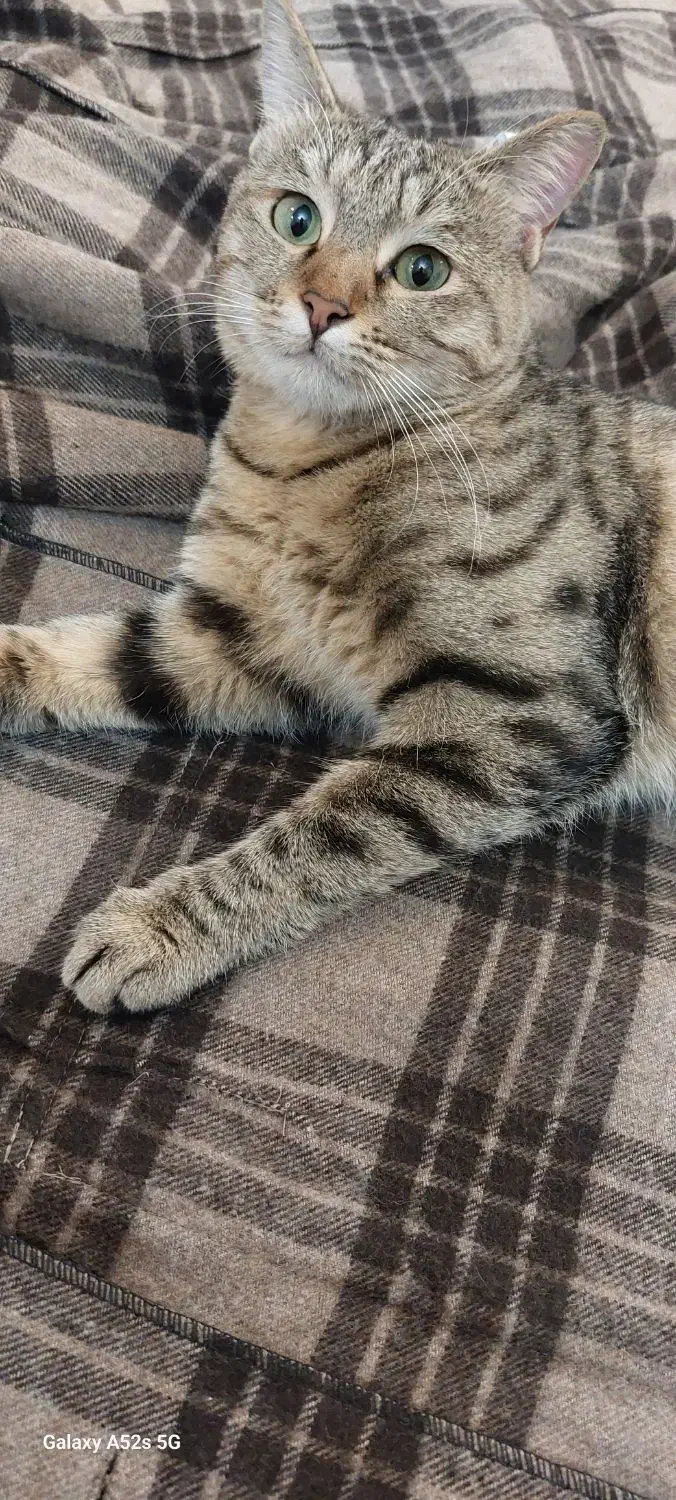 گربه گمشده|حیوانات|همدان, |دیوار